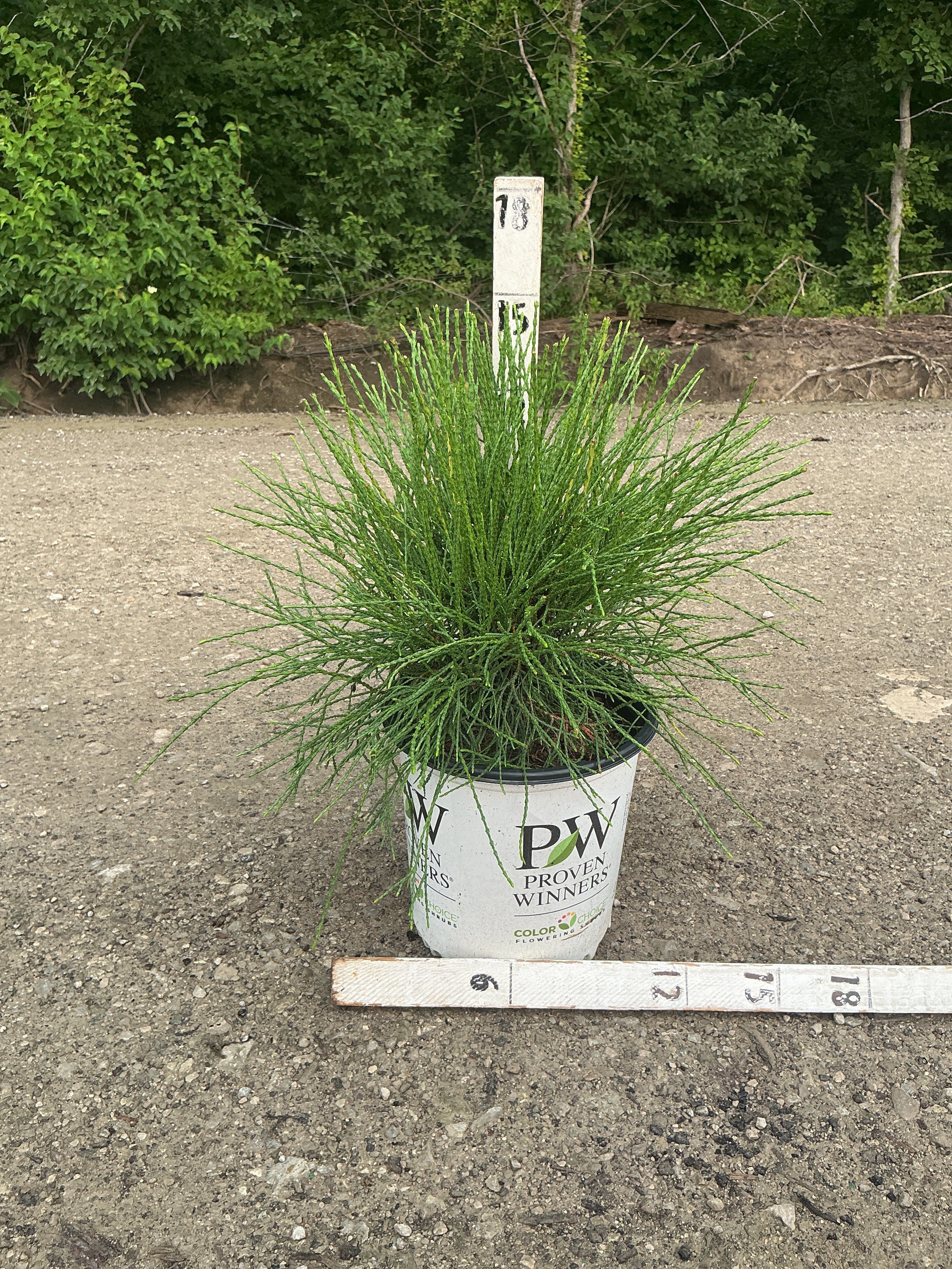 Thuja occidentalis ‘Whip It Good’