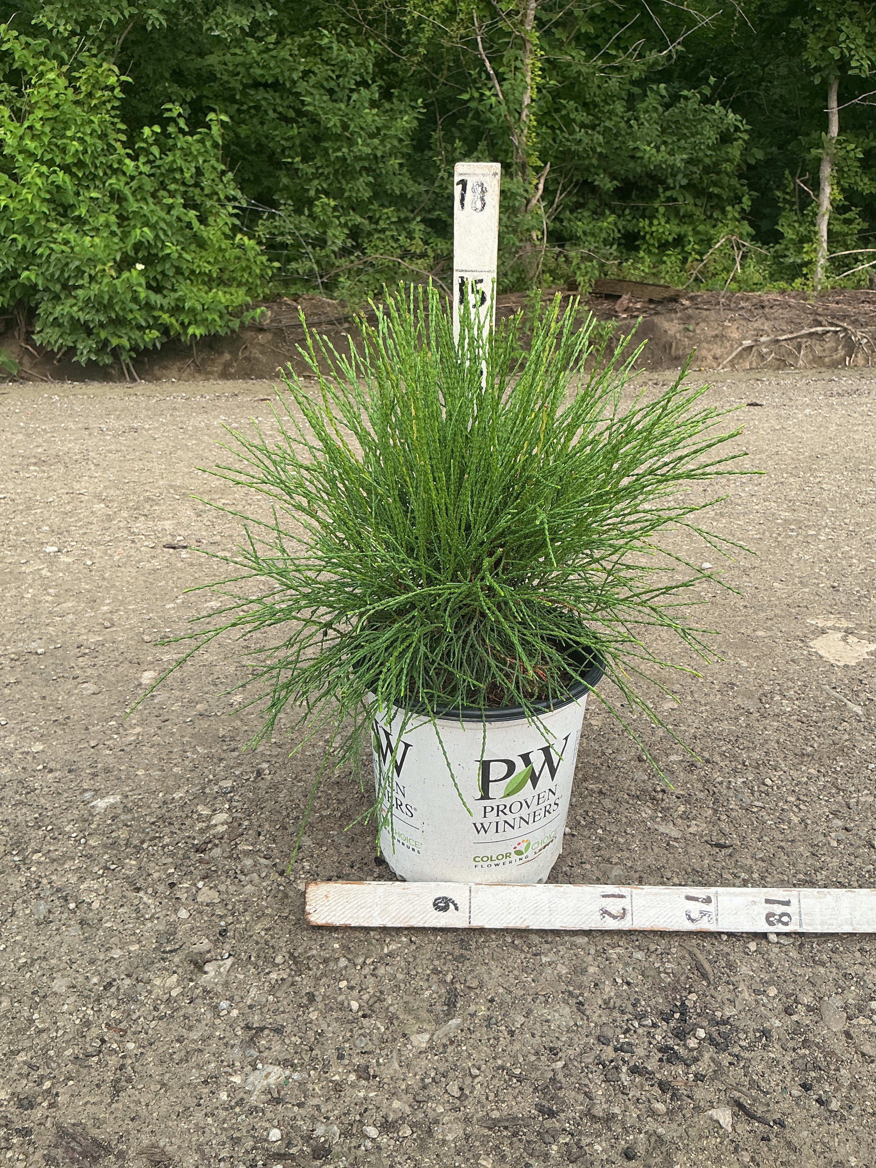 Thuja occidentalis ‘Whip It Good’