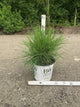 Thuja occidentalis ‘Whip It Good’