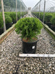 Thuja occidentalis 'Danica'