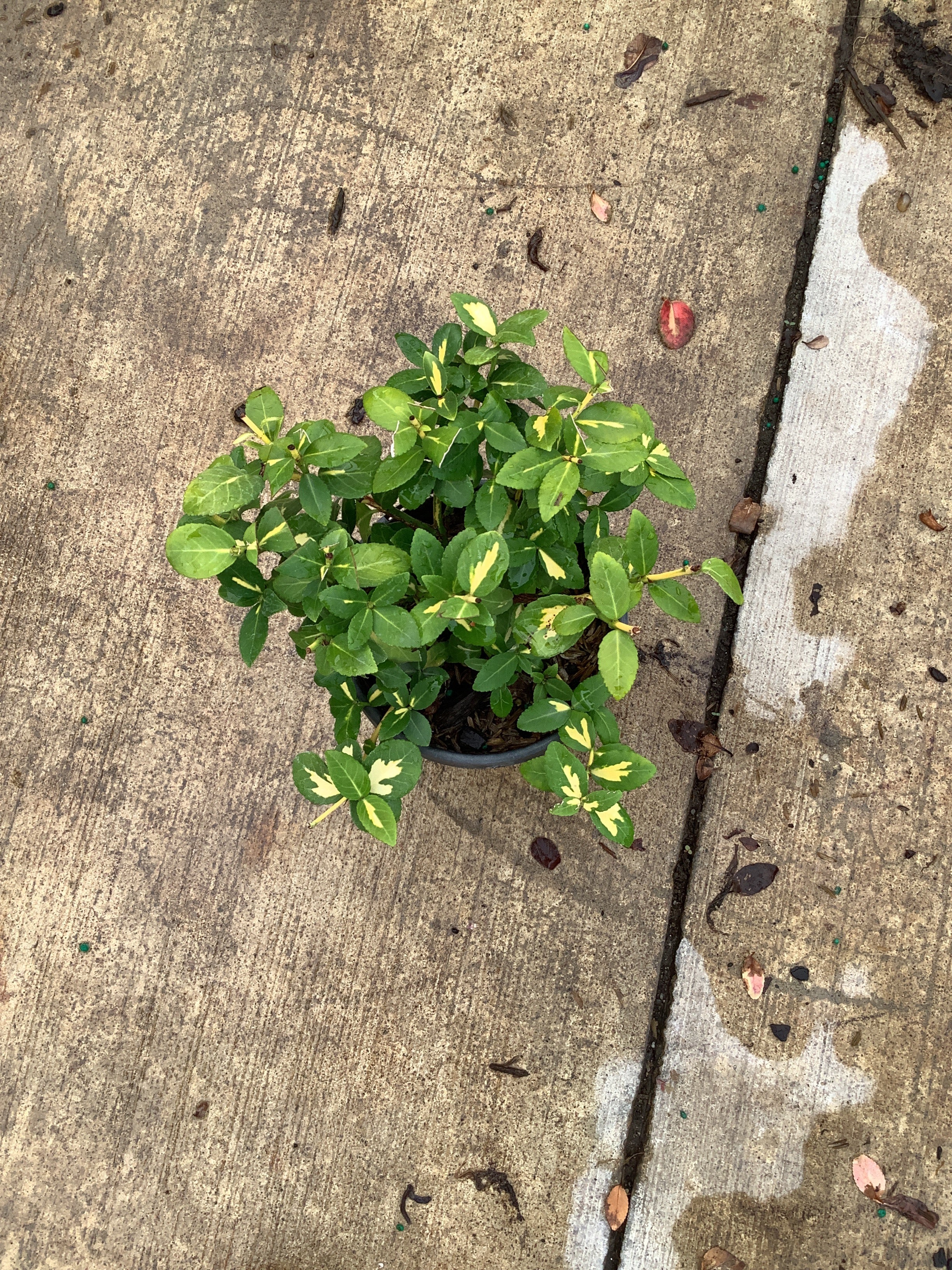 Euonymus fortunei 'Moonshadow'