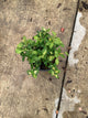 Euonymus fortunei 'Moonshadow'