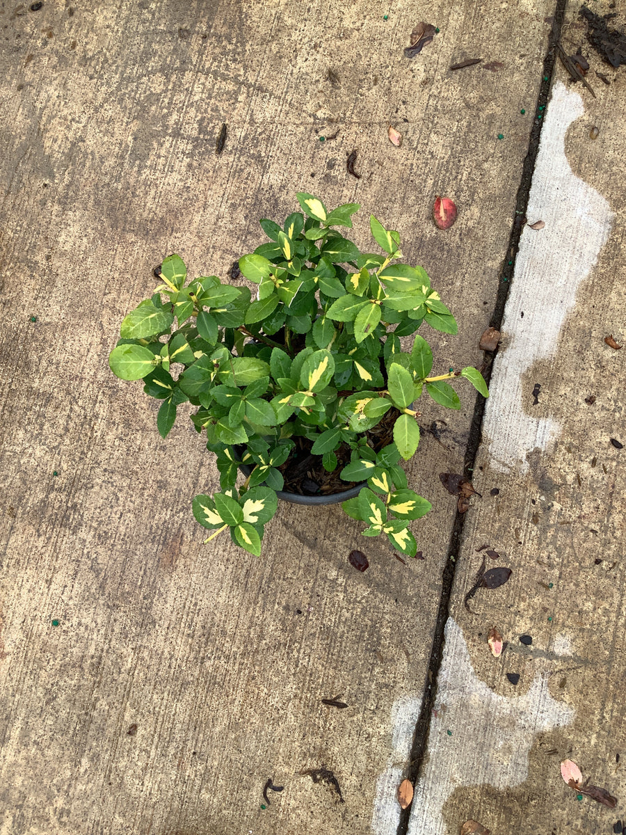 Euonymus fortunei 'Moonshadow' â€” QT