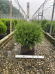 Thuja occidentalis 'Woodwardii'