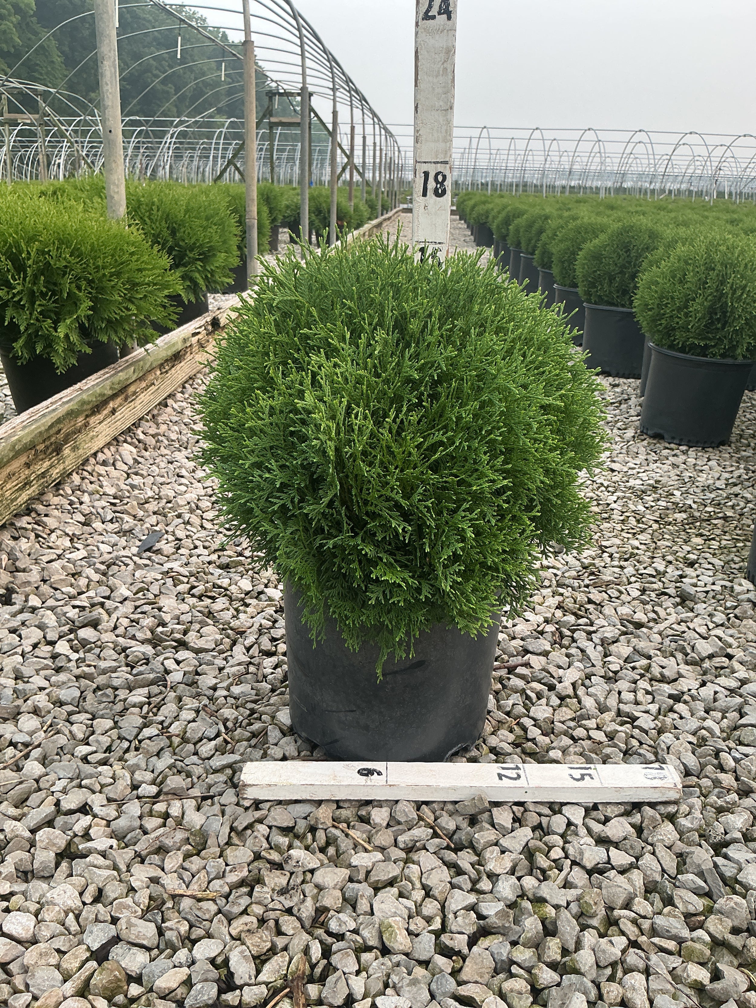 Thuja occidentalis 'Hetz Midget'
