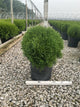 Thuja occidentalis 'Hetz Midget'