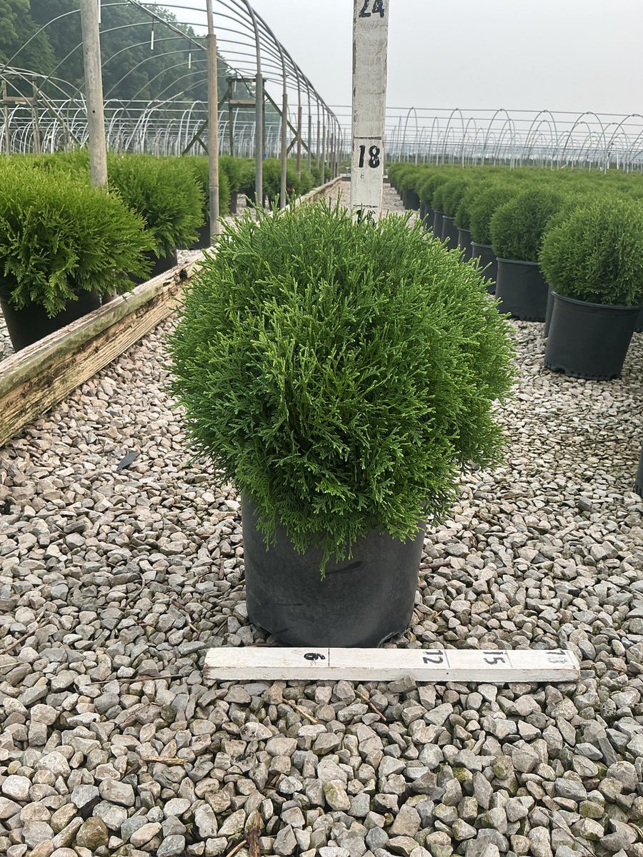 Thuja occidentalis 'Hetz Midget' â€” G3 10-12