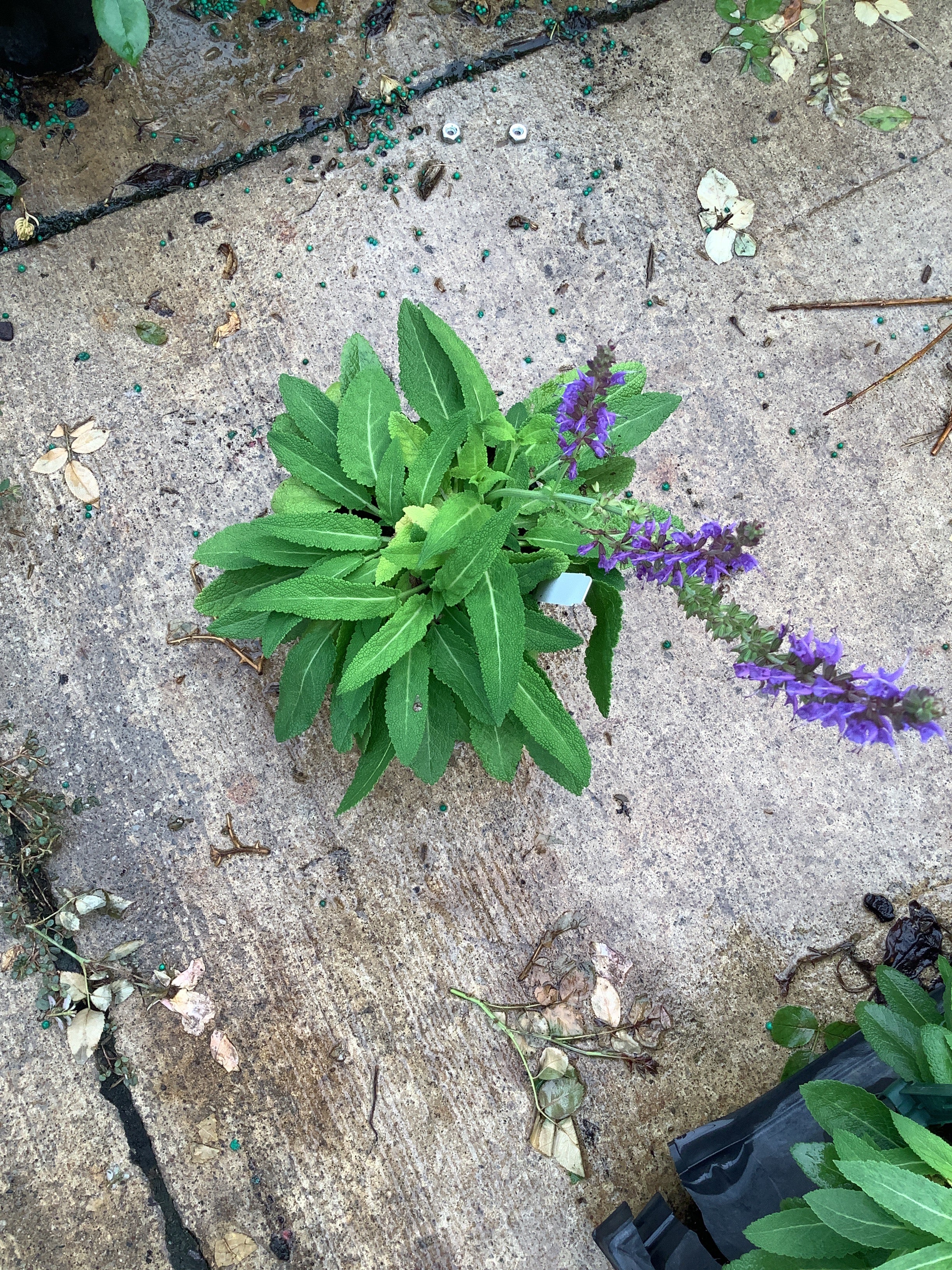Salvia nemorosa 'May Night'
