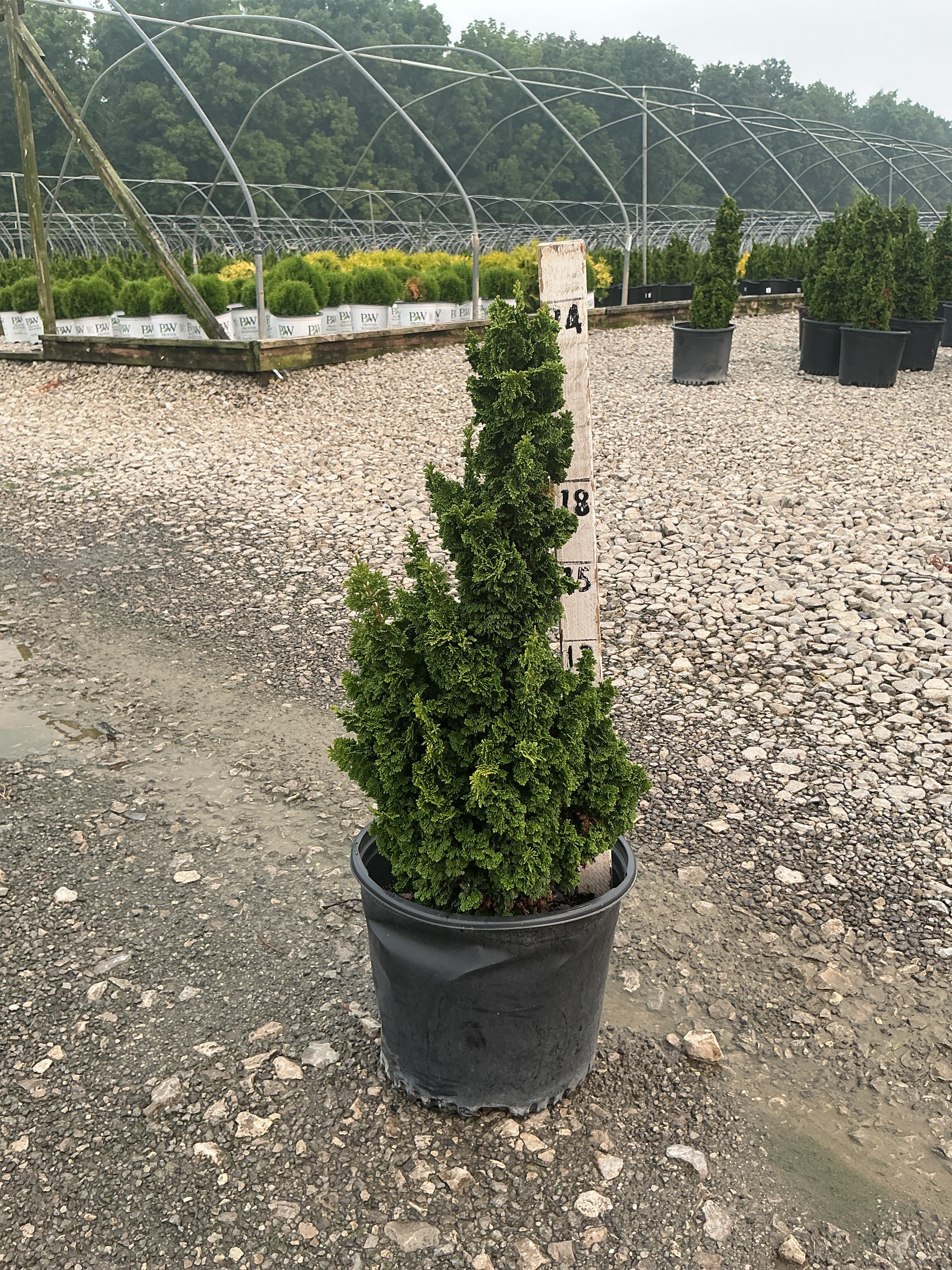 Thuja occidentalis 'Primo'