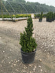 Thuja occidentalis 'Primo'