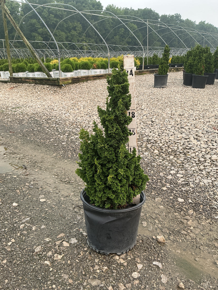 Thuja occidentalis 'Primo' â€” G3
