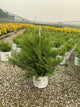 Chamaecyparis cedar 'Rapids'