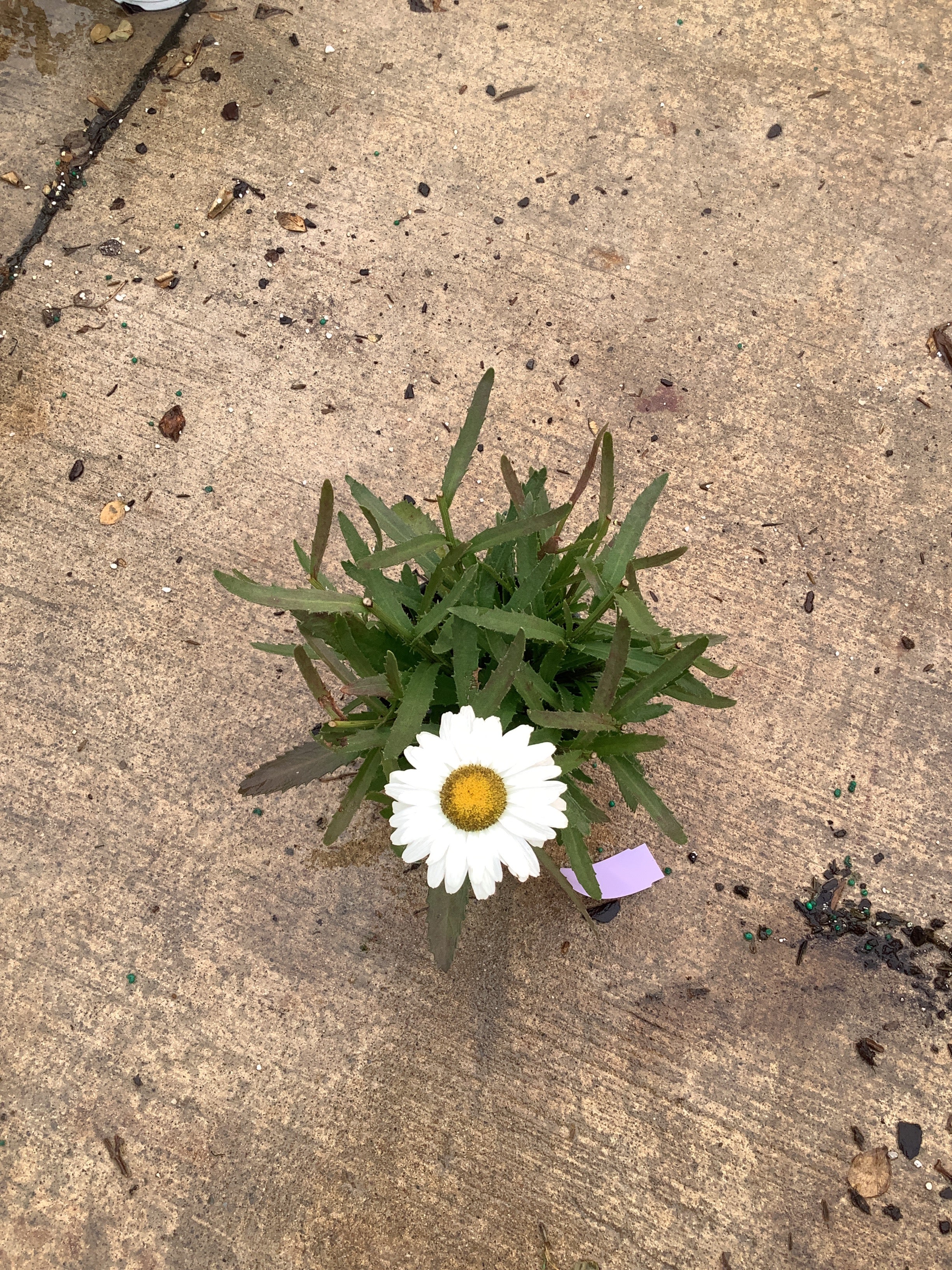 Leucanthemum x s. 'Whoops-A-Daisy'