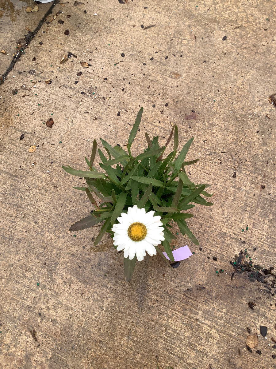 Leucanthemum x s. 'Whoops-A-Daisy' â€” QT