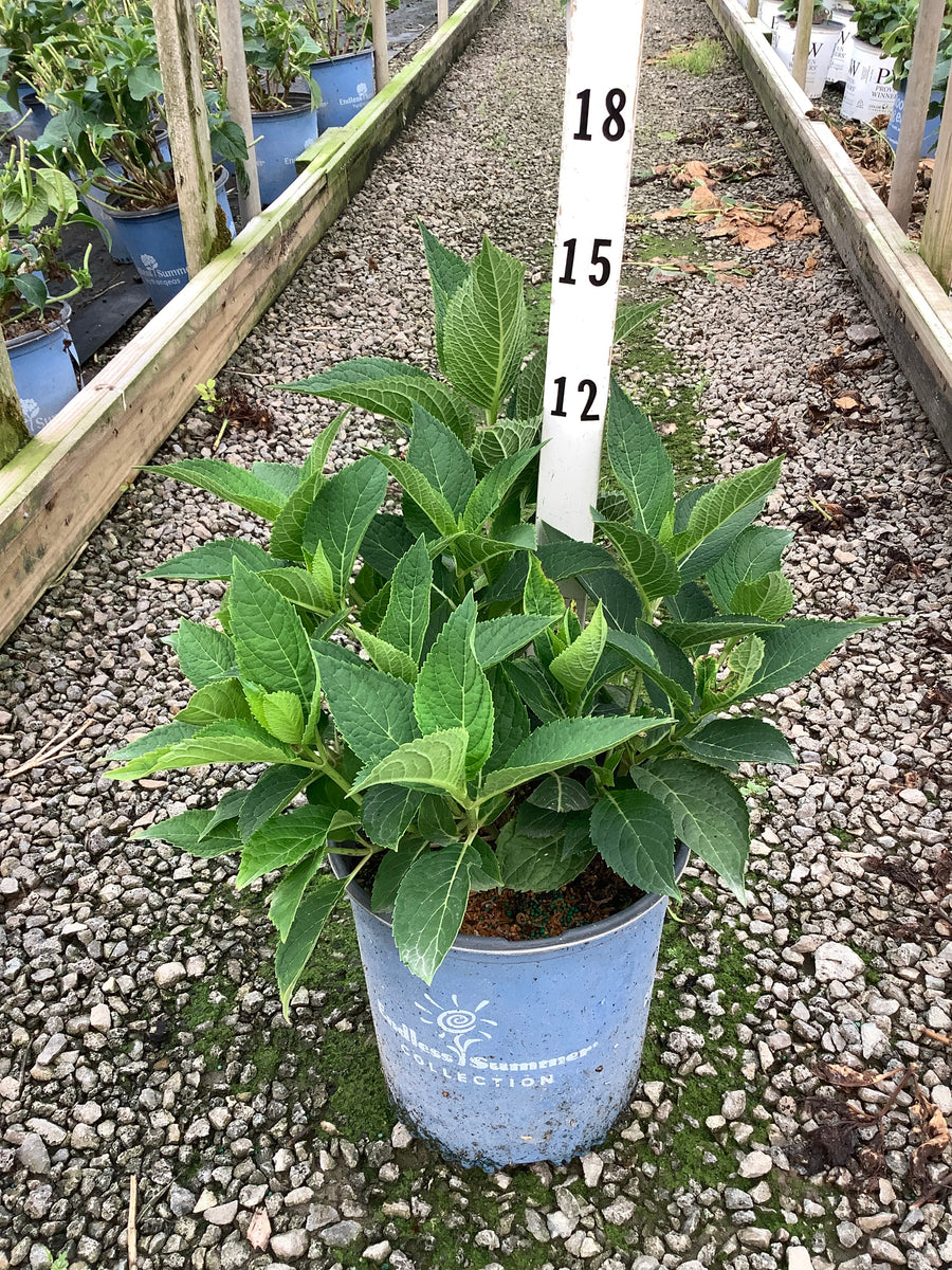 Hydrangea macrophylla 'Bailmer' â€” G2