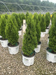 Thuja occidentalis 'Sting'