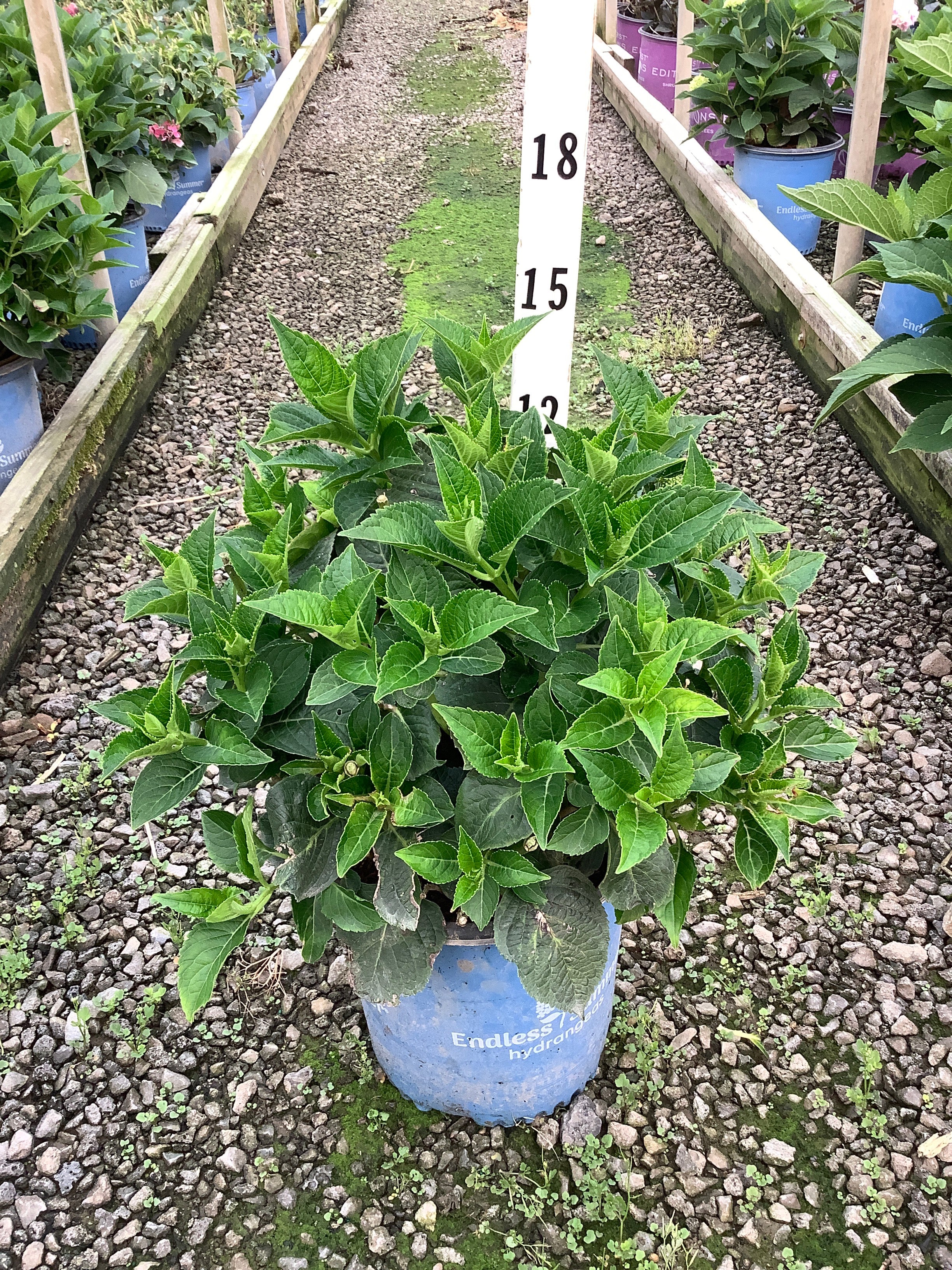 Hydrangea macrophylla 'Summer Crush'
