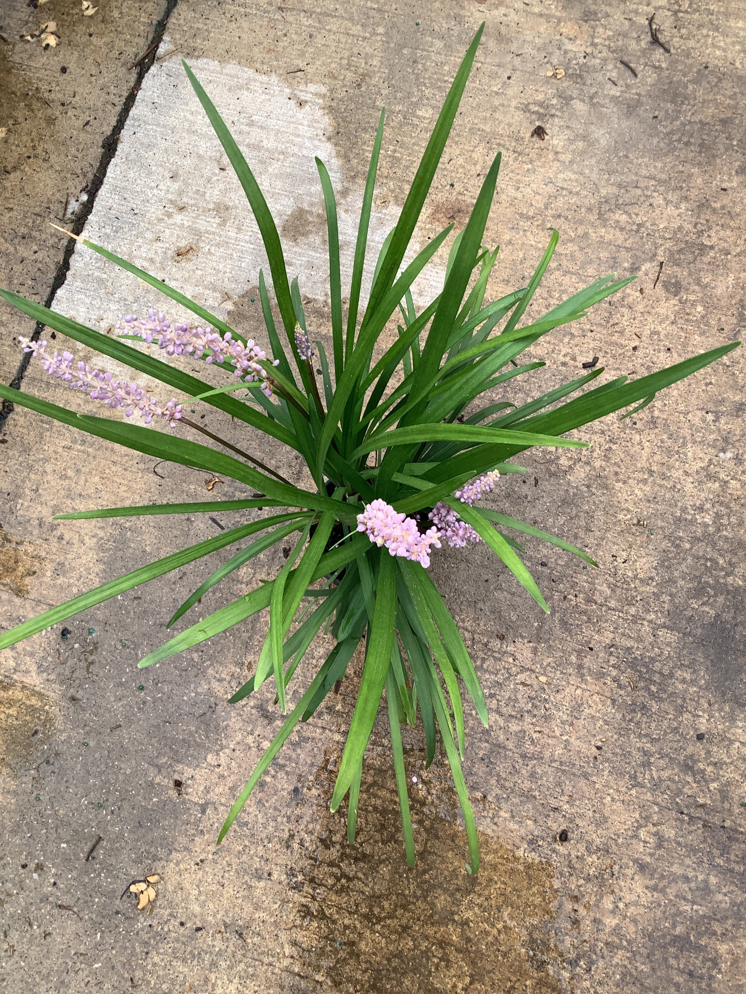 Liriope muscari 'Big Blue'