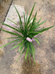 Liriope muscari 'Big Blue'