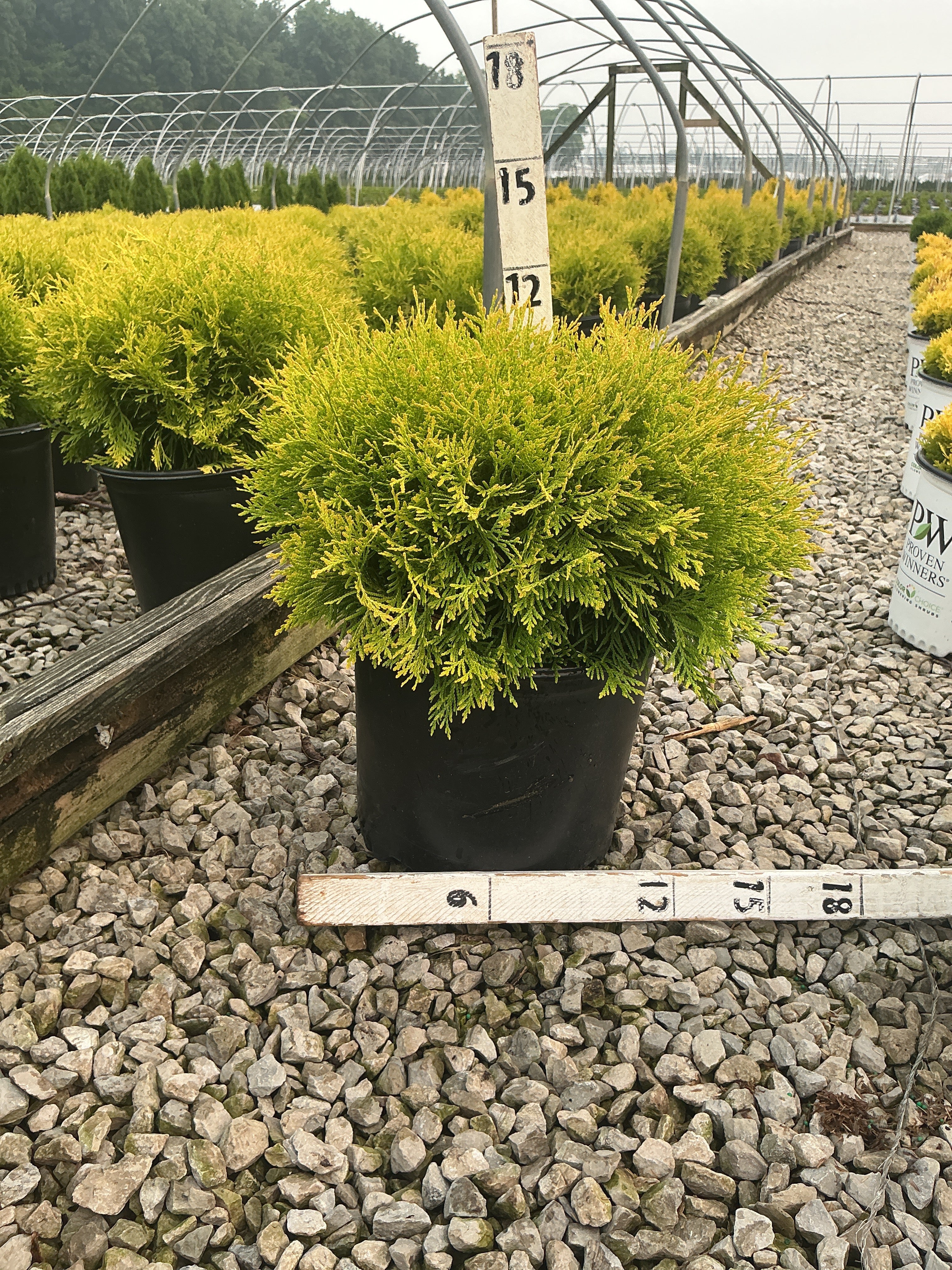 Thuja occidentalis 'Globosa Aurea'