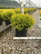 Thuja occidentalis 'Globosa Aurea'