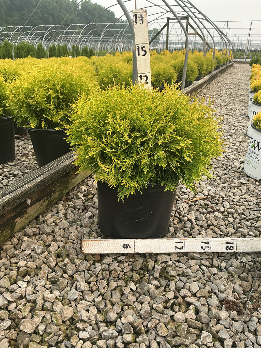 Thuja occidentalis 'Globosa Aurea' â€” G3 12