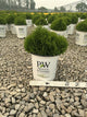 Thuja occidentalis 'Tater Tot'
