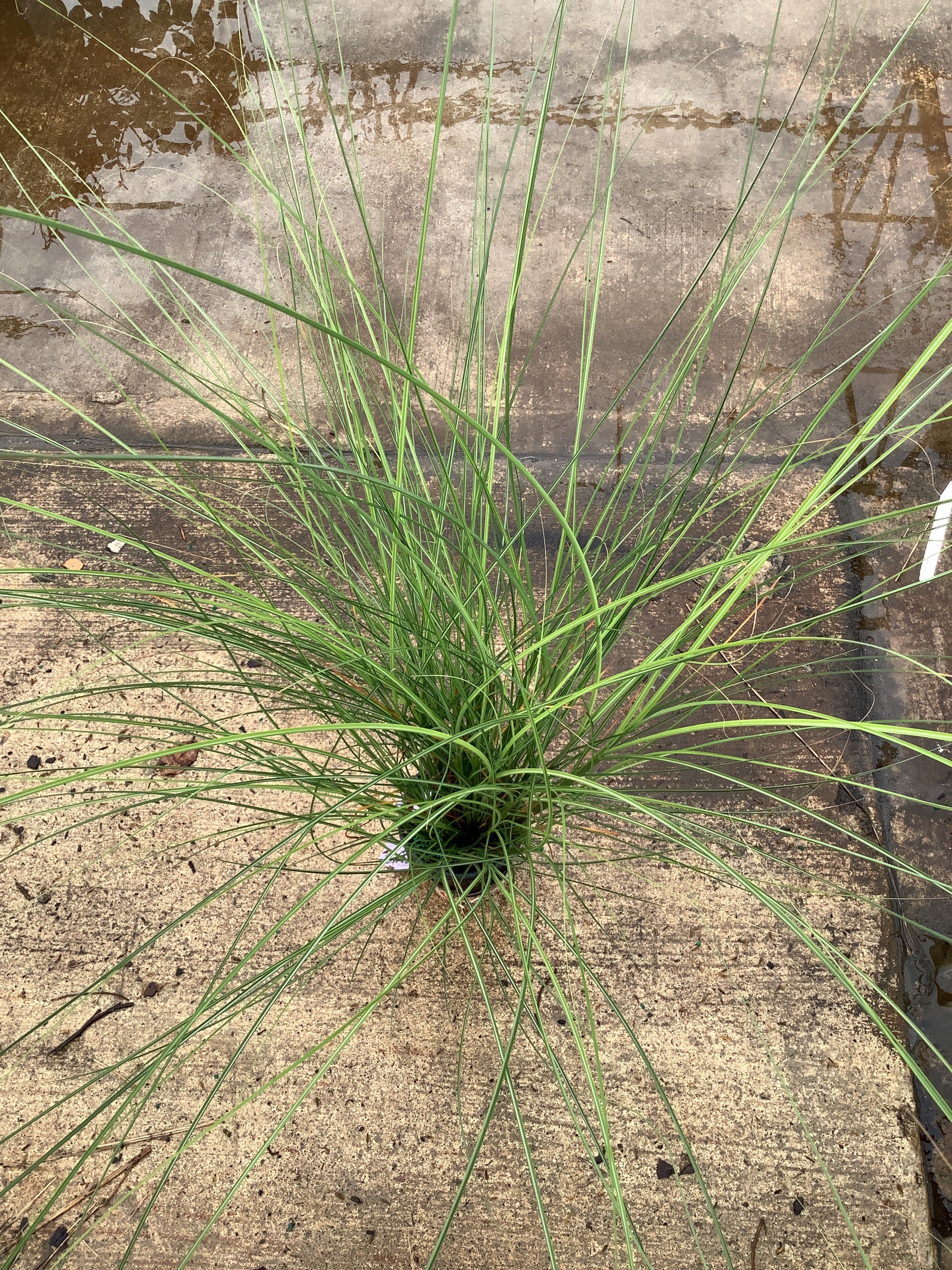Miscanthus sinensis 'Gracillimus'