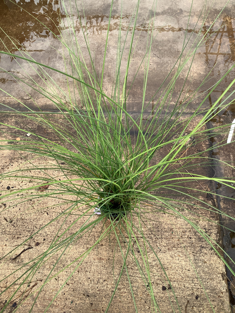 Miscanthus sinensis 'Gracillimus' â€” QT