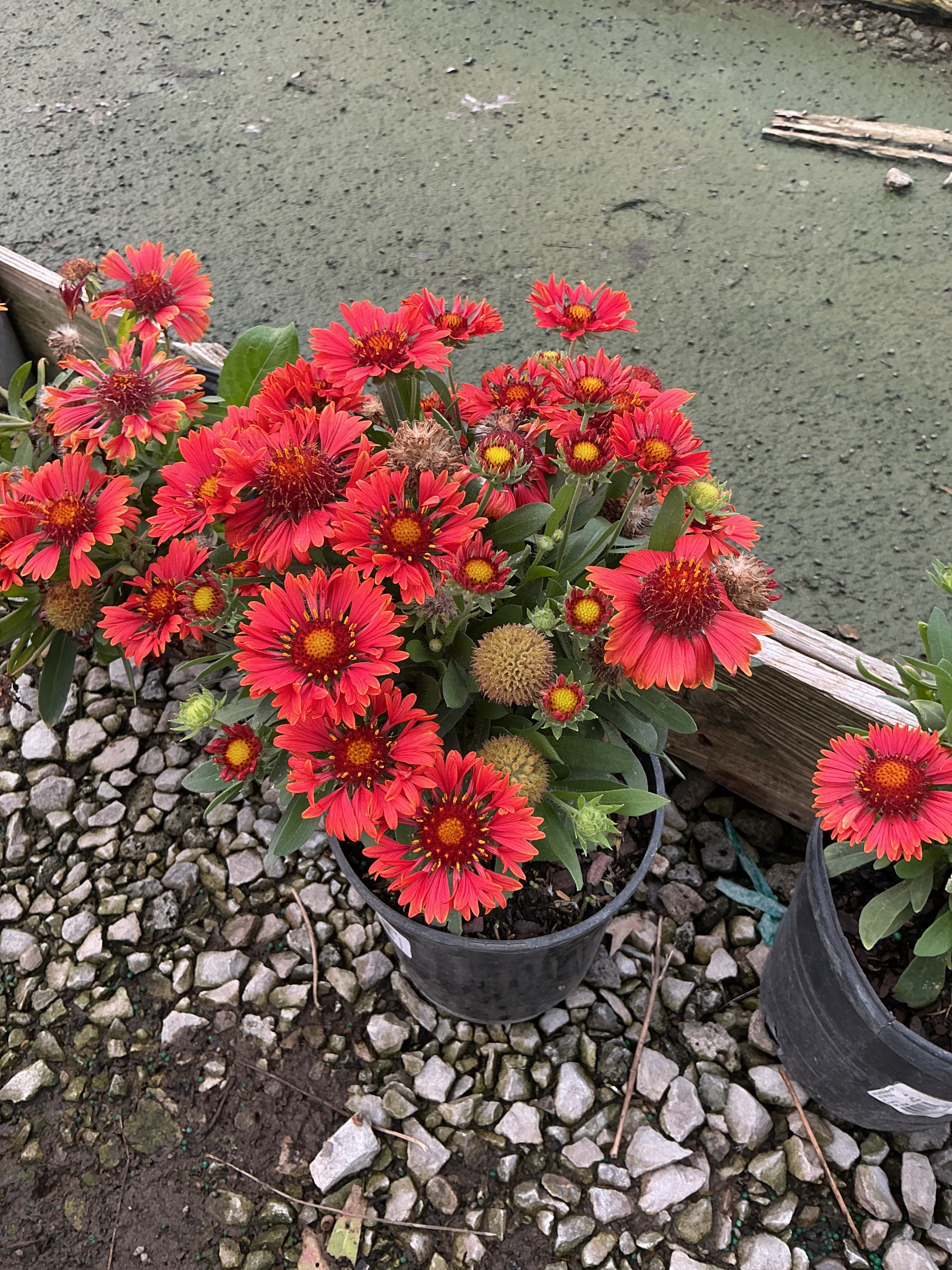 Gaillardia spintop 'Yellow Touch'