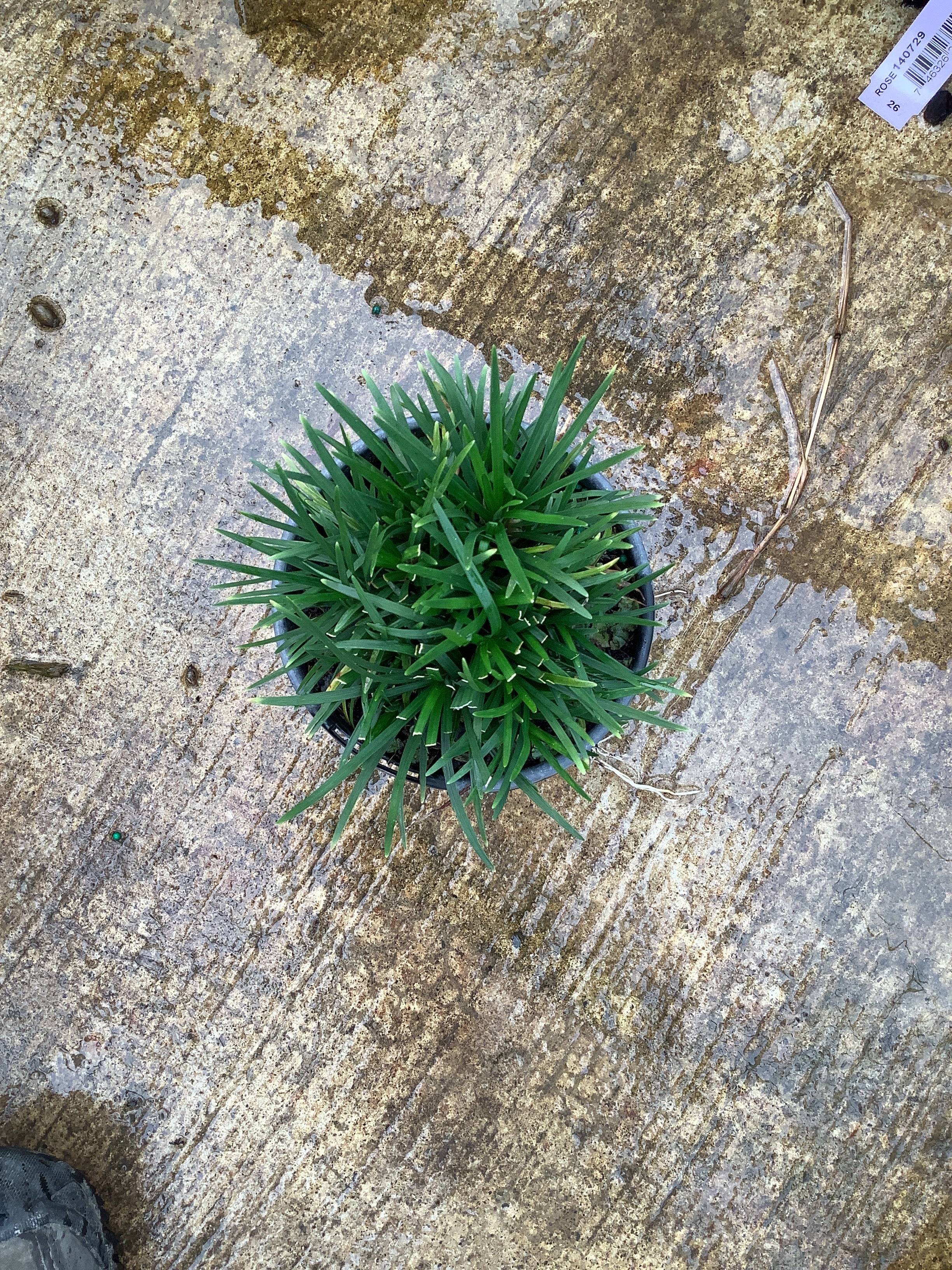 Ophiopogon japonicus 'Nana'