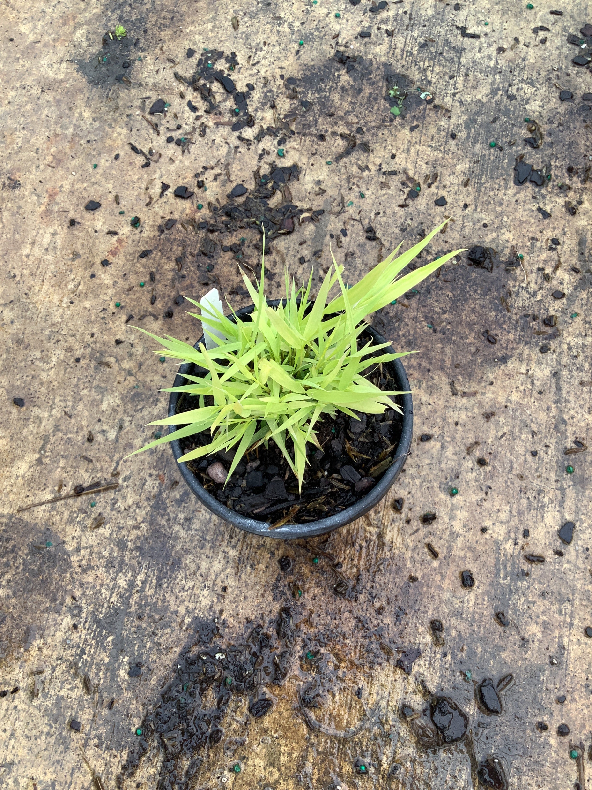 Hakonechloa macra 'All Gold'