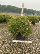 Spiraea japonica 'Little Princess'