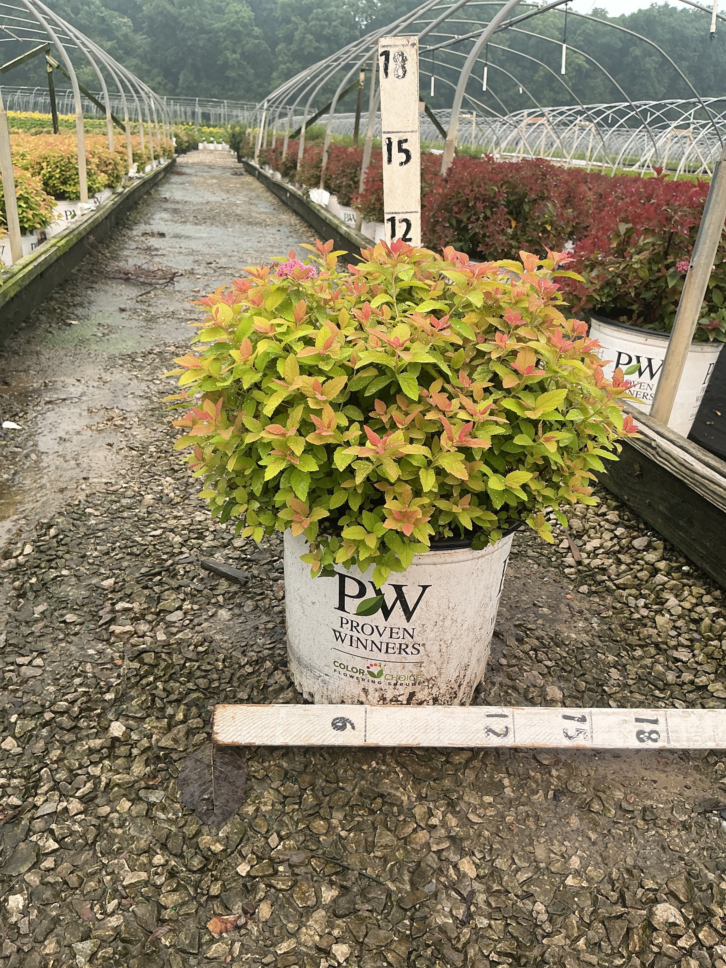 Spiraea japonica 'Tracy'