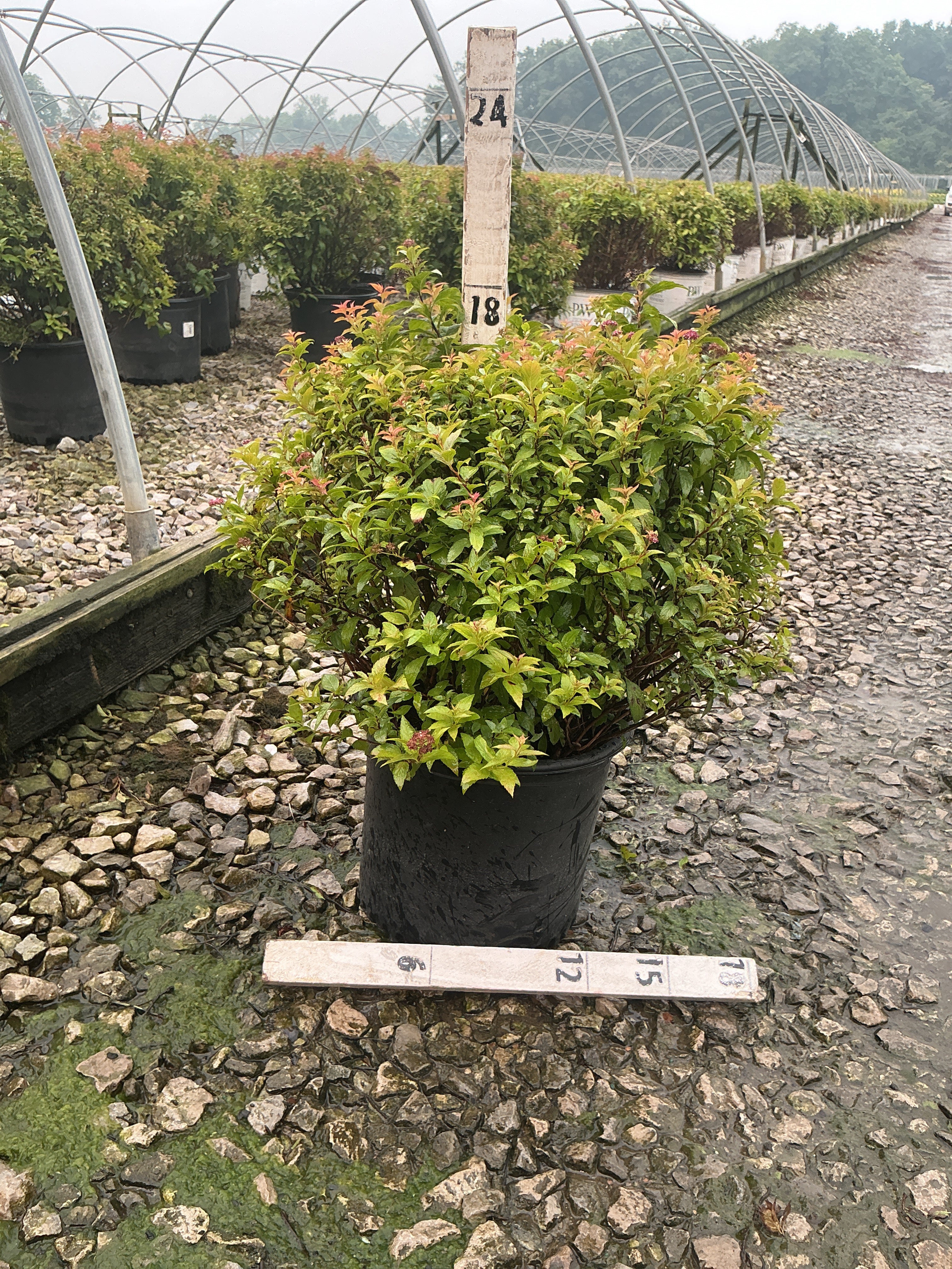 Spiraea japonica 'Magic Carpet'
