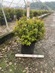 Spiraea japonica 'Magic Carpet'