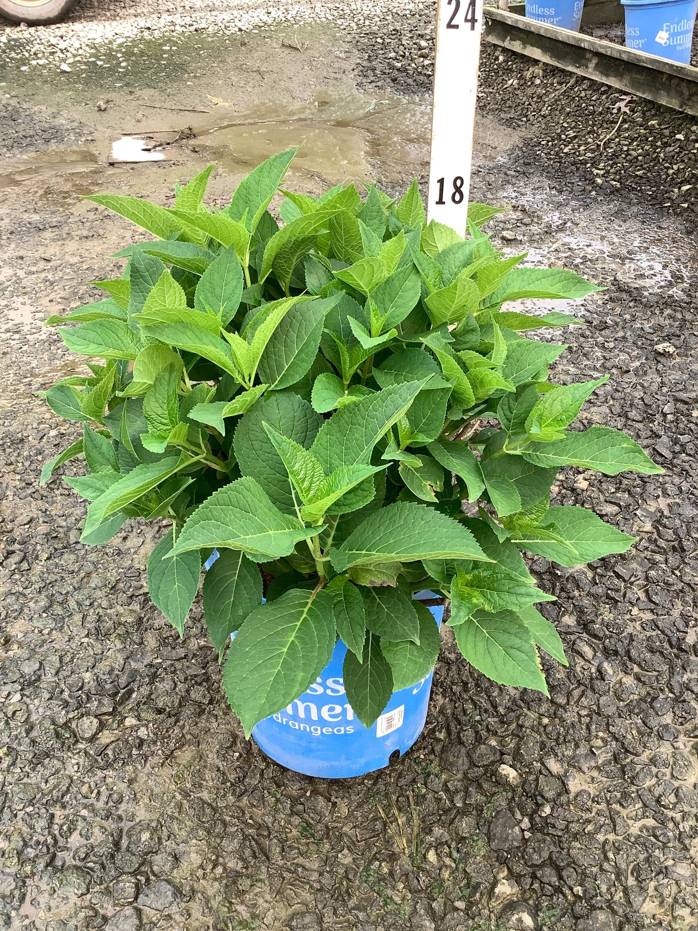 Hydrangea macrophylla 'Bailmer'