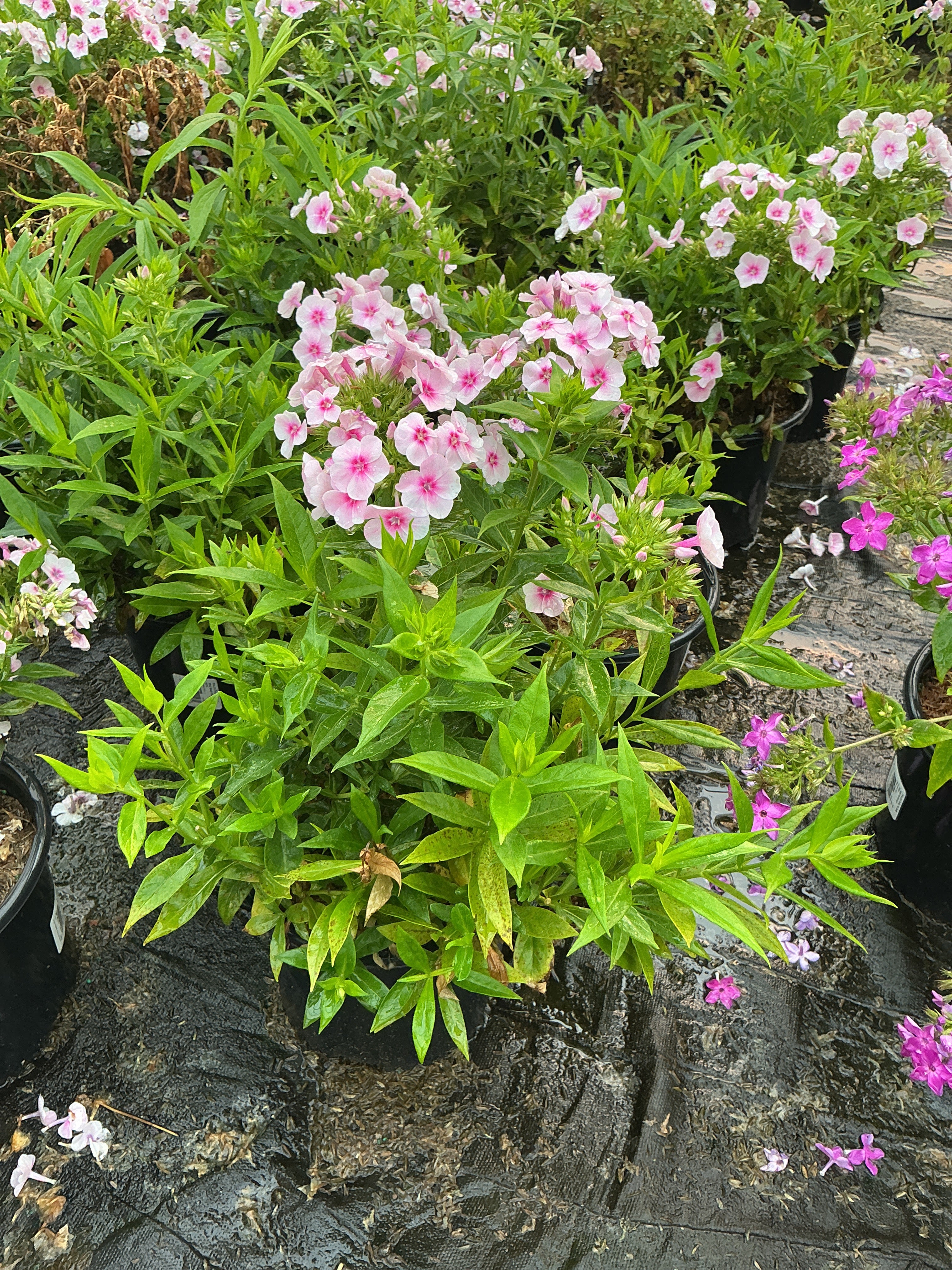 Phlox paniculata 'Flame Pro Babydoll'
