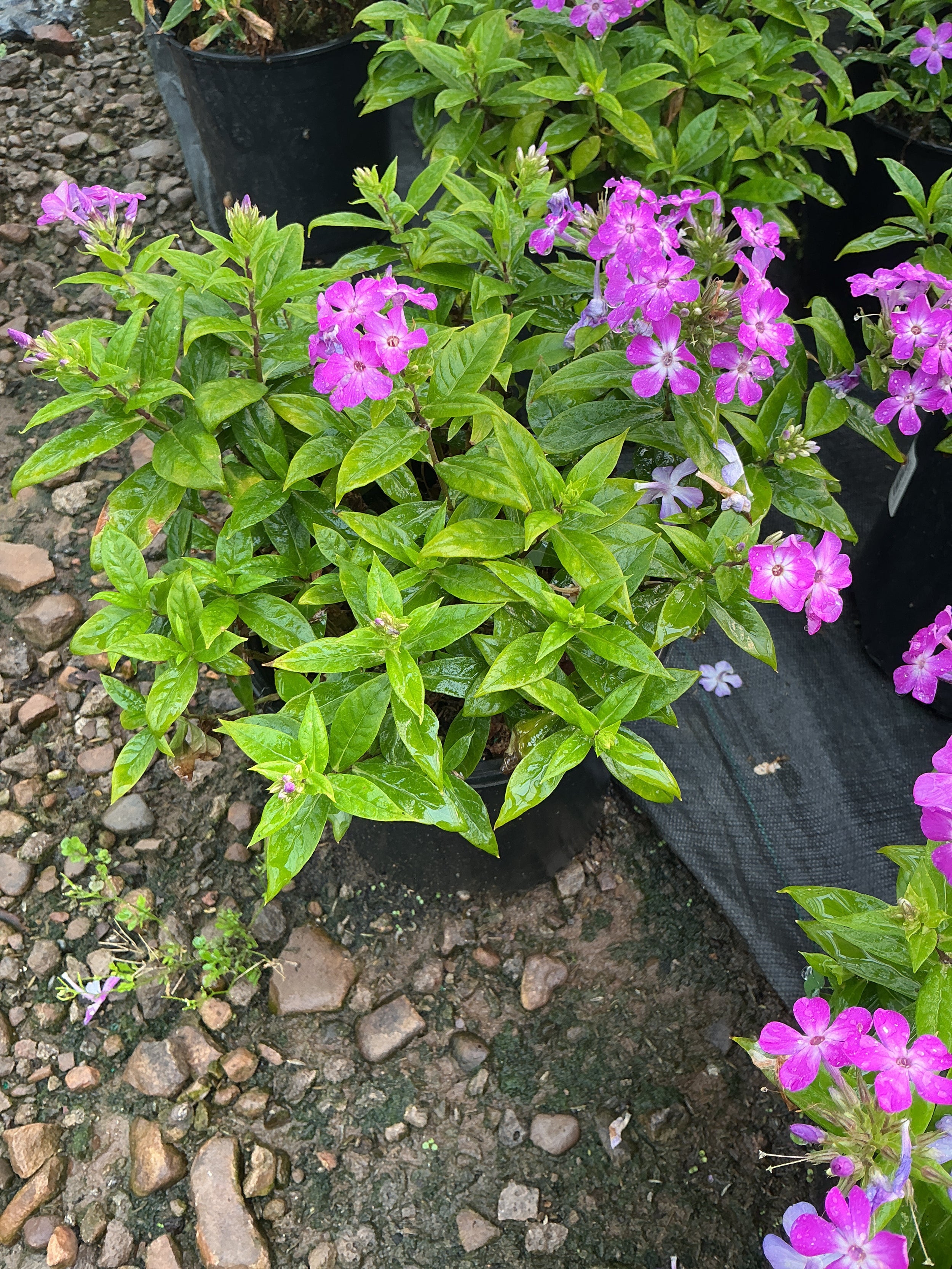 Phlox paniculata 'Flame Pro Purple'
