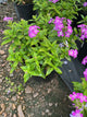 Phlox paniculata 'Flame Pro Purple'
