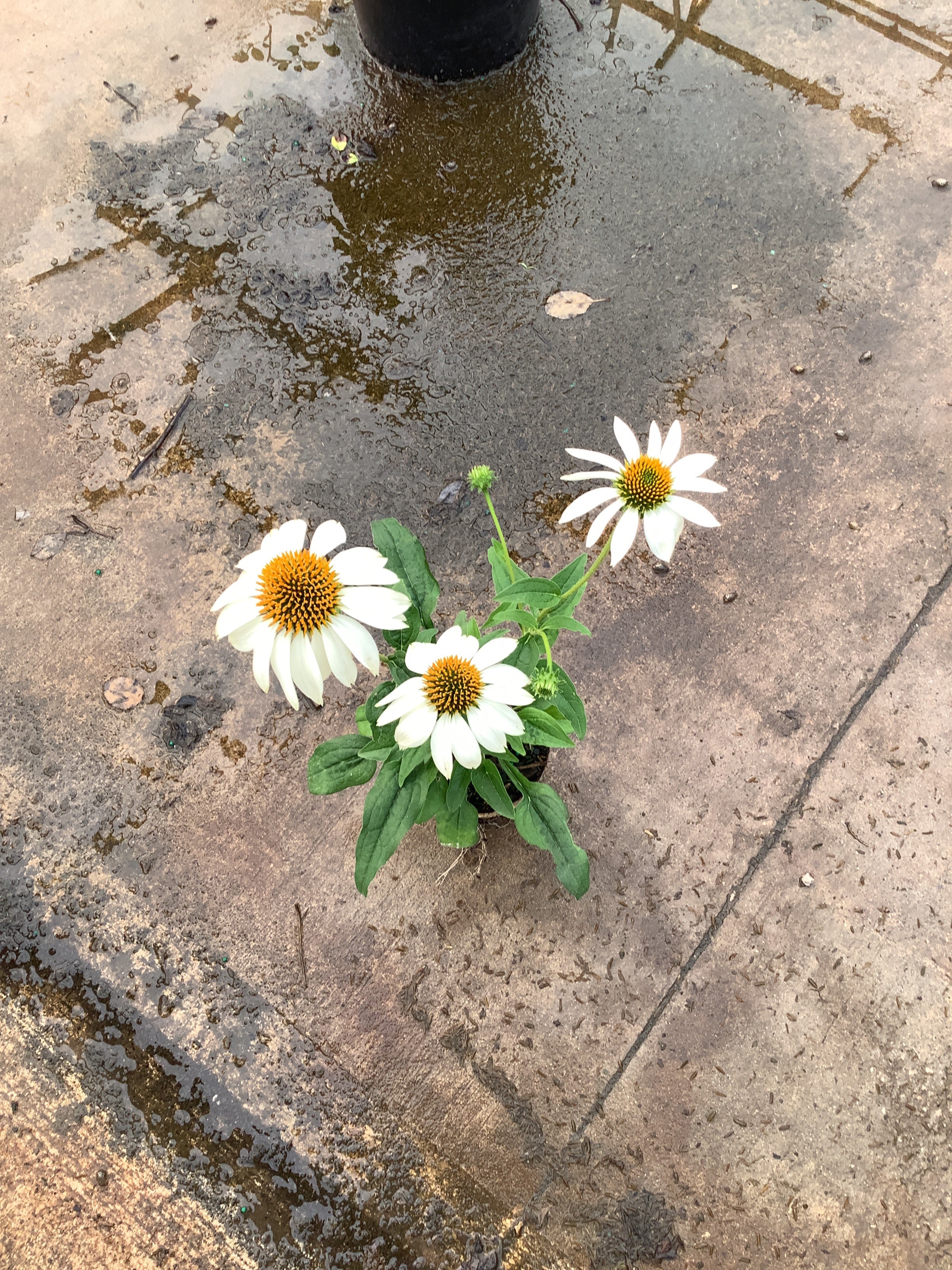 Echinacea purpurea 'PowWow White'