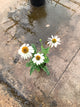 Echinacea purpurea 'PowWow White'