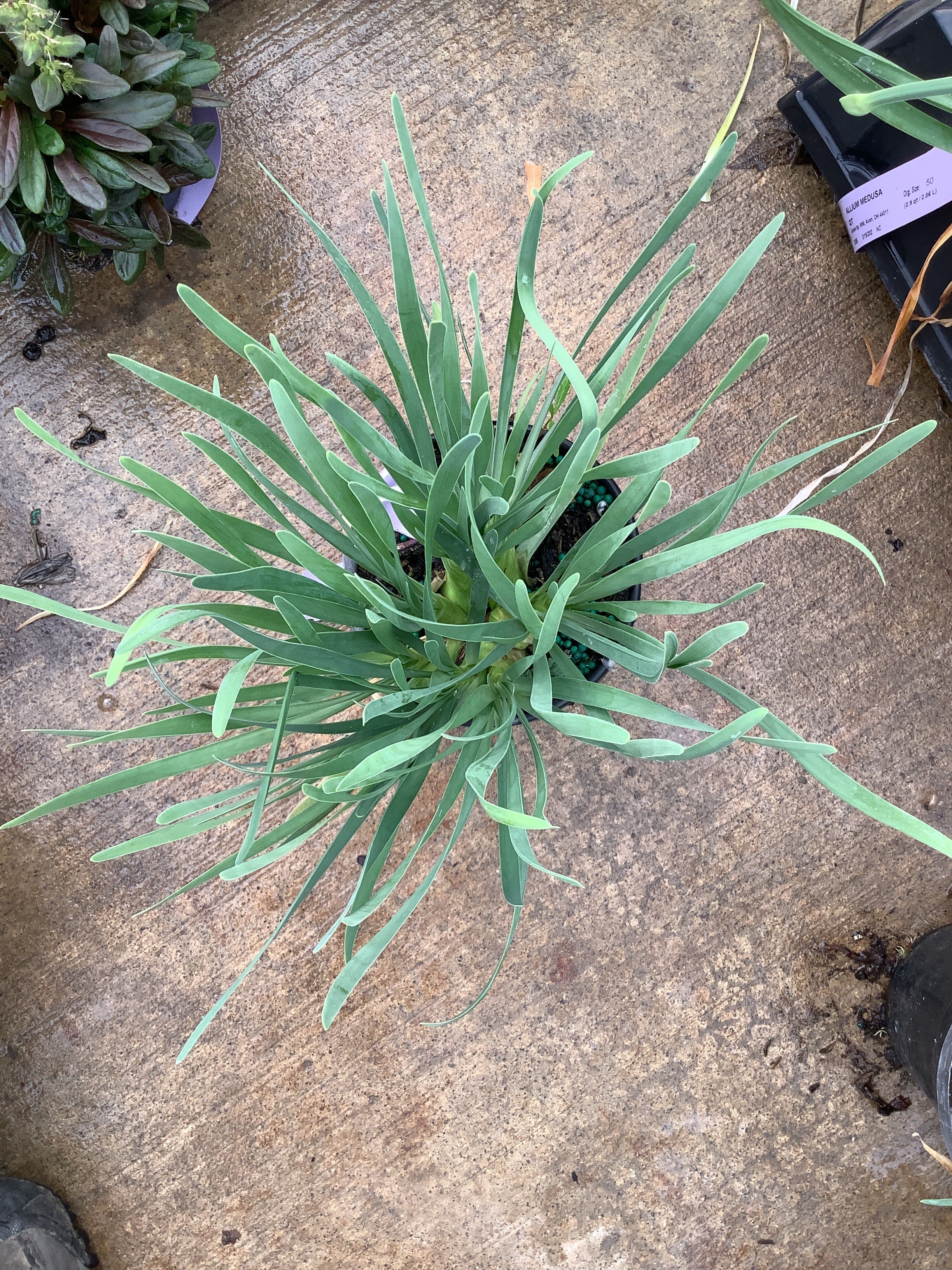 Allium medusa