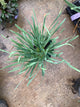 Allium medusa