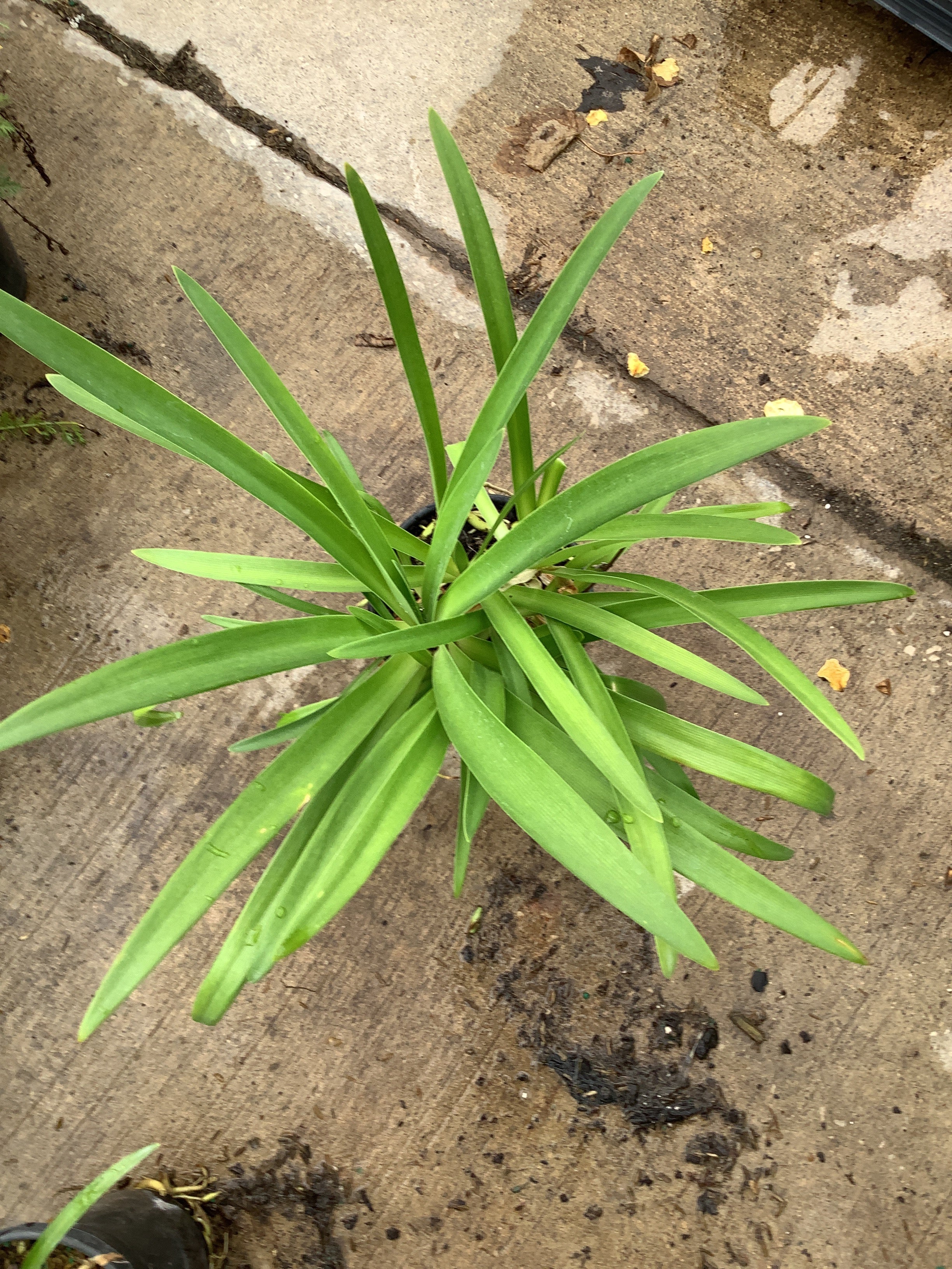 Agapanthus africanus 'Getty White'