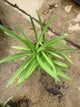 Agapanthus africanus 'Getty White'