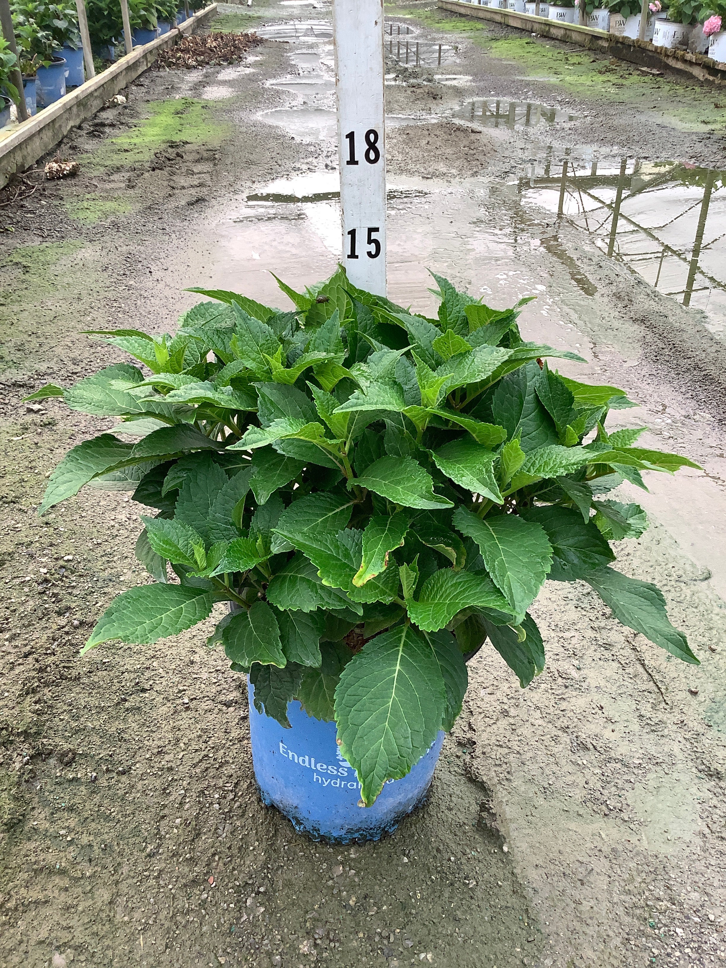 Hydrangea macrophylla Endless Summer Dreamcloud ('Bailmaceight')
