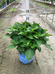 Hydrangea macrophylla Endless Summer Dreamcloud ('Bailmaceight')