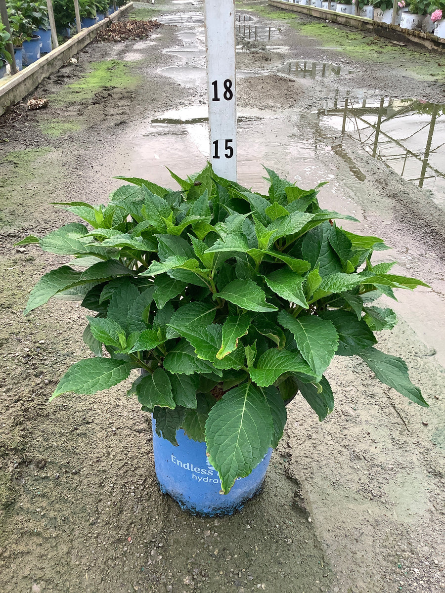 Hydrangea macrophylla Endless Summer Dreamcloud ('Bailmaceight') â€” G2 ES