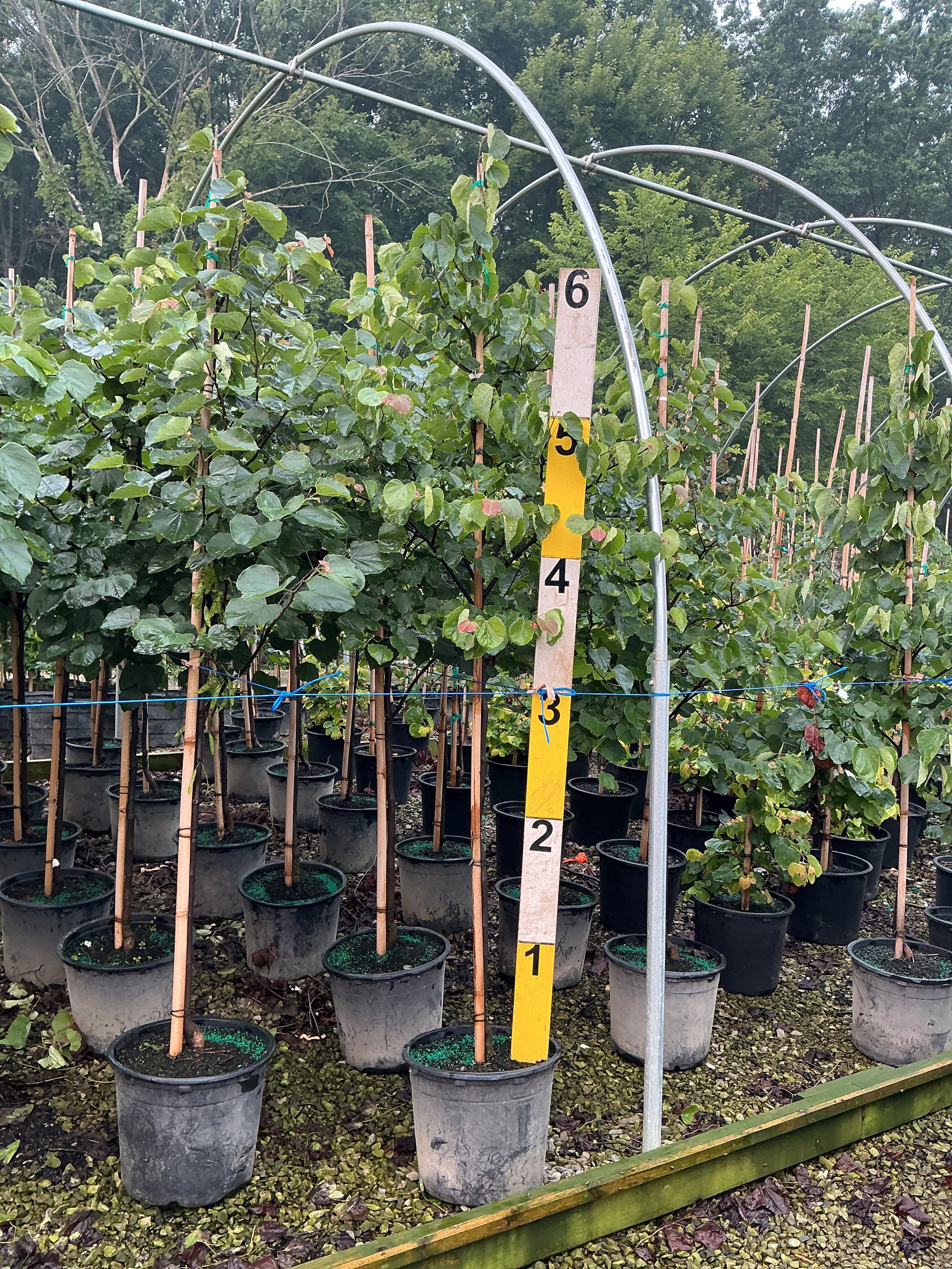 Cercis canadensis